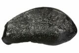 Fossil Whale Ear Bone - Miocene #109262-1